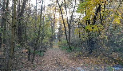 Las w miejsc Kąty gmina Mały Płock powiat Kolno - Kąty  -
podlaskie Zdjęcie nr 5