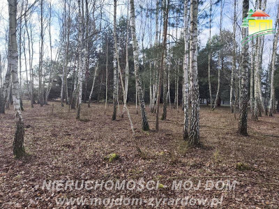 Urocza działka w m Antoniew leśna okolica - Antoniew  -
Mazowieckie Zdjęcie nr 5
