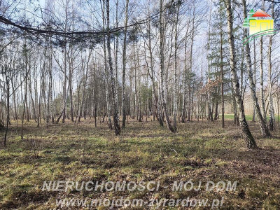 Urocza działka w m Antoniew leśna okolica - Antoniew  -
Mazowieckie Zdjęcie nr 7