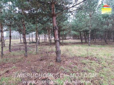 Działka uzbrojona blisko Radziejowic - Zboiska  -
Mazowieckie Zdjęcie nr 6