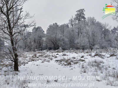 Ładna działka budowlana możliwy podział - Żyrardów  -
Mazowieckie Zdjęcie nr 6
