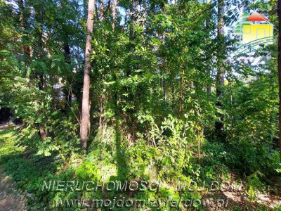 Polecamy działkę w Międzyborowie - Międzyborów  -
Mazowieckie Zdjęcie nr 2
