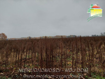 Polecamy działki w Miedniewicach - Miedniewice  -
Mazowieckie Zdjęcie nr 4