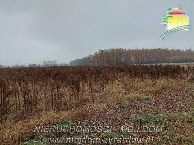 Polecamy działki w Miedniewicach - Miedniewice  -
Mazowieckie Zdjęcie nr 6