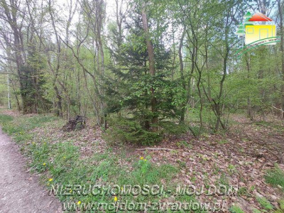 Kilka działek w Olszance powiat żyrardowski - Olszanka  -
Mazowieckie Zdjęcie nr 7