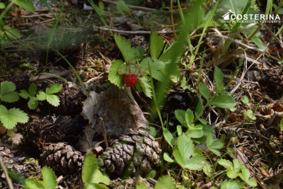 Działka rekreacyjna 3013 m w Nowych Polaszkach blisko jeziora Hutowego Kaszuby - Nowe Polaszki  -
pomorskie Zdjęcie nr 6