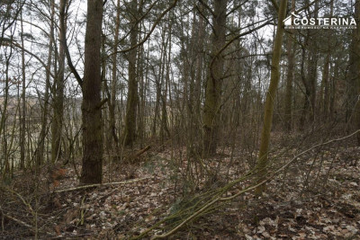 Działka nad Jeziorem Polaszkowskim inwestycja w naturę i spokój - Równe  -
pomorskie Zdjęcie nr 12