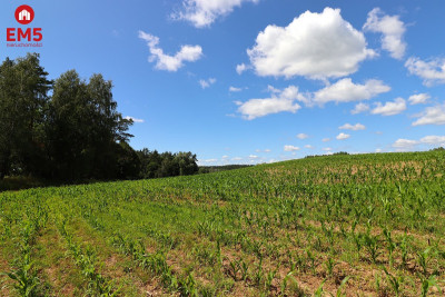 Działka budowlana na Mazurach Rożyńsk Wielki - Rożyńsk Wielki  -
WARMIŃSKO-MAZURSKIE Zdjęcie nr 7