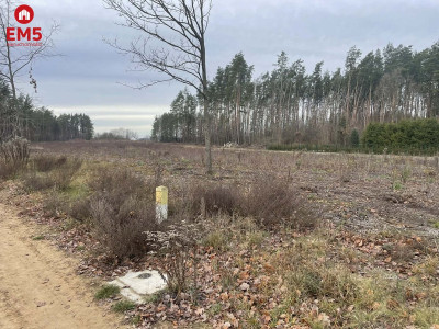 Działka pod lasem blisko Białegostoku - Skrybicze  -
PODLASKIE Zdjęcie nr 4