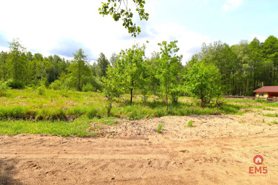 Działka w środku lasu - Płaska  - Podlaskie