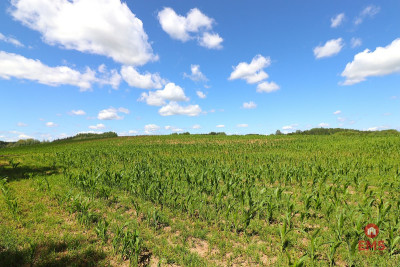 Działka budowlana na Mazurach Rożyńsk Wielki - Rożyńsk Wielki  -
Warmińsko-Mazurskie Zdjęcie nr 4
