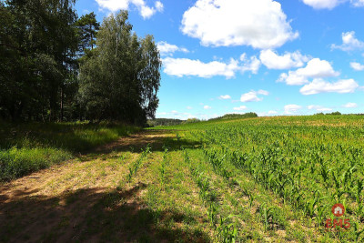 Działka budowlana na Mazurach Rożyńsk Wielki - Rożyńsk Wielki  -
Warmińsko-Mazurskie Zdjęcie nr 5