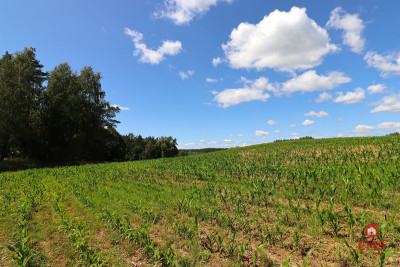 Działka budowlana na Mazurach Rożyńsk Wielki - Rożyńsk Wielki  -
Warmińsko-Mazurskie Zdjęcie nr 9