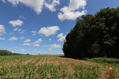 Działka budowlana na Mazurach Rożyńsk Wielki - Rożyńsk Wielki  -
Warmińsko-Mazurskie Zdjęcie nr 3