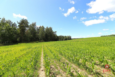 Działka budowlana na Mazurach Rożyńsk Wielki - Rożyńsk Wielki  -
Warmińsko-Mazurskie Zdjęcie nr 7