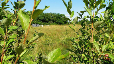 Działka budowlana 1458 m2 - Henrykowo  -
Podlaskie Zdjęcie nr 4