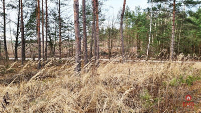 Działka 8500 m2 Jurowce - Jurowce  -
Podlaskie Zdjęcie nr 7