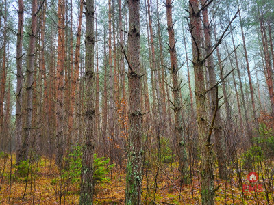 Zadbane działki leśne - Dubicze Cerkiewne  -
Podlaskie Zdjęcie nr 2