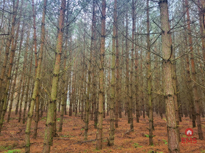 Zadbane działki leśne - Dubicze Cerkiewne  -
Podlaskie Zdjęcie nr 3