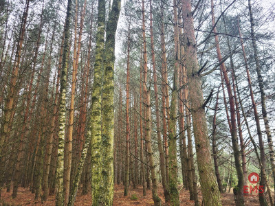 Zadbane działki leśne - Dubicze Cerkiewne  -
Podlaskie Zdjęcie nr 6