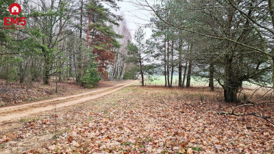 Działka 1743 Pieńki - Pieńki  -
PODLASKIE Zdjęcie nr 11