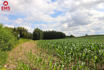 Działka budowlana na Mazurach Rożyńsk Wielki - Rożyńsk Wielki  -
WARMIŃSKO-MAZURSKIE Zdjęcie nr 8