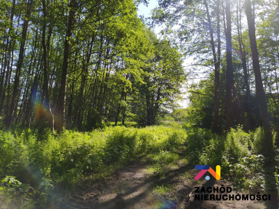 Na sprzedaż działka budowlana - Droszków -
lubuskie Zdjęcie nr 3