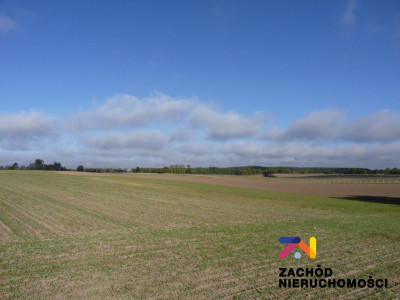 Na sprzedaż działka rolna - Świebodzin -
lubuskie Zdjęcie nr 10