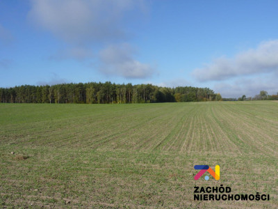 Na sprzedaż działka rolna - Świebodzin -
lubuskie Zdjęcie nr 8