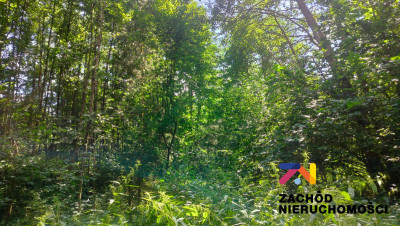 Na sprzedaż działka budowlana - Zielona Góra -
lubuskie Zdjęcie nr 4