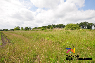 Na sprzedaż działka budowlana - Pomorsko -
lubuskie Zdjęcie nr 4