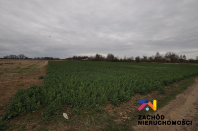 Na sprzedaż działka rolna - Zielona Góra -
lubuskie Zdjęcie nr 2