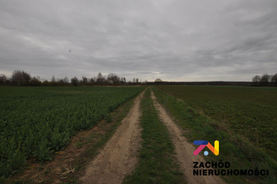 Na sprzedaż działka rolna - Zielona Góra -
lubuskie Zdjęcie nr 7