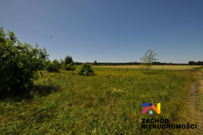 Na sprzedaż działka rolna - Zielona Góra -
lubuskie Zdjęcie nr 2