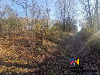 Na sprzedaż działka budowlana - Dąbrowa -
lubuskie Zdjęcie nr 2