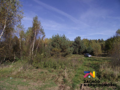 Na sprzedaż działka budowlana - Radomia -
lubuskie Zdjęcie nr 4