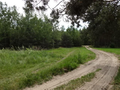 Ładna działka w zalesionej okolicy -  Stobno  -
wielkopolskie