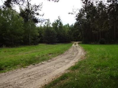 Ładna działka w zalesionej okolicy -  Stobno  -
wielkopolskie Zdjęcie nr 2