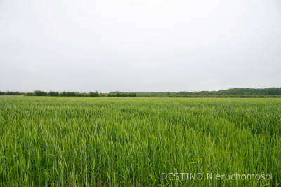 działka budowlana 1634 m2 Beznatka -  Beznatka  -
wielkopolskie Zdjęcie nr 2