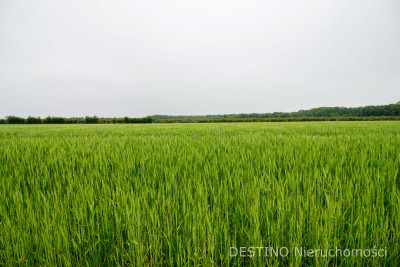 działka budowlana 1634 m2 Beznatka -  Beznatka  -
wielkopolskie Zdjęcie nr 3