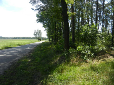 Działka rolna z częściowym zalesieniem - kaliski  -
wielkopolskie Zdjęcie nr 3
