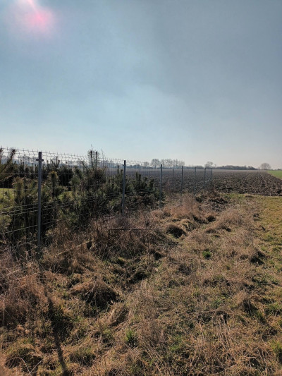 Kształtna działka siedliskowa w Żelazkowie - kaliski  -
wielkopolskie Zdjęcie nr 2