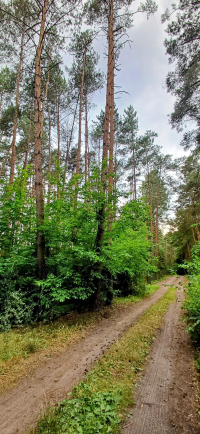 Działka dla Ciebie i Twojej rodziny domrekreacja Włodzimierz - Włodzimierz  -
łódzkie Zdjęcie nr 10
