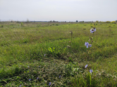 Działka budowlana 1691 m2 Golanka Górna - Golanka Górna   - dolnośląskie