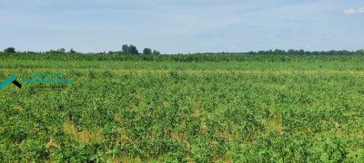 ŚWIETNA CENA W DOSKONAŁEJ LOKALIZACJI - Zaborówek -
mazowieckie Zdjęcie nr 2