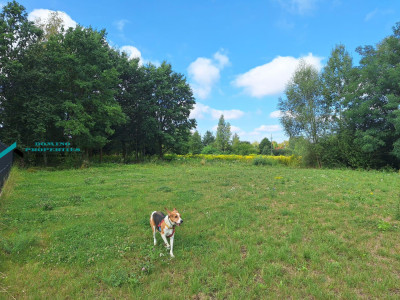 KAMERALNA DZIAŁKA W OTULINIE PUSZCZY KAMPINOSKIEJ - Wyględy -
mazowieckie Zdjęcie nr 3