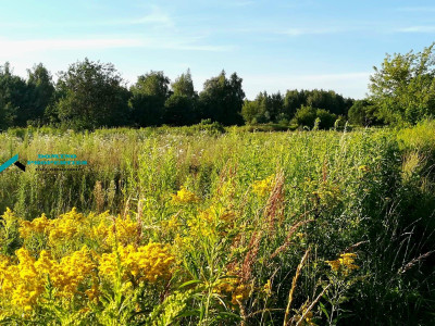DZIAŁKA ROLNO-BUDOWLANA W DOSKONAŁEJ LOKALIZACJI - Borzęcin Duży   -
mazowieckie Zdjęcie nr 6