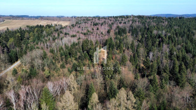 DUŻY LAS JODŁOWO-BUKOWY W SZERZYNACH 490HA - Szerzyny  -
małopolskie Zdjęcie nr 2