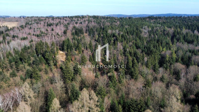 DUŻY LAS JODŁOWO-BUKOWY W SZERZYNACH 490HA - Szerzyny  -
małopolskie Zdjęcie nr 3