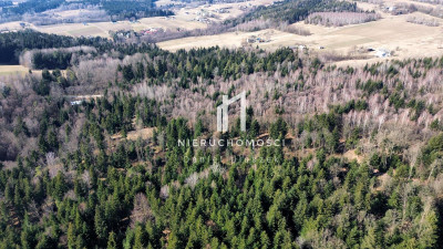 DUŻY LAS JODŁOWO-BUKOWY W SZERZYNACH 490HA - Szerzyny  -
małopolskie Zdjęcie nr 4